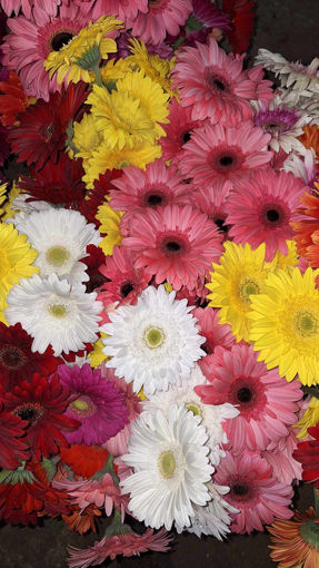 Picture of Gerberas - Pack of 4