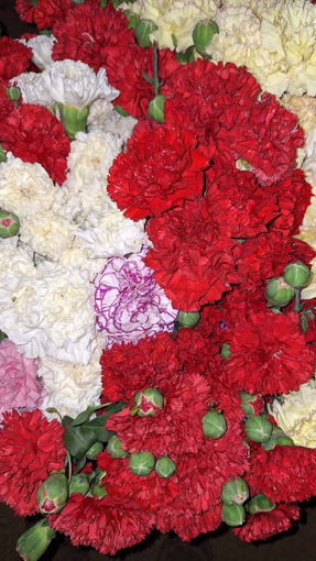 Picture of Carnations (Qronfol) x 12