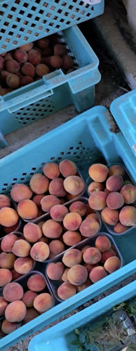 Picture of Peaches - Round (Early variety)