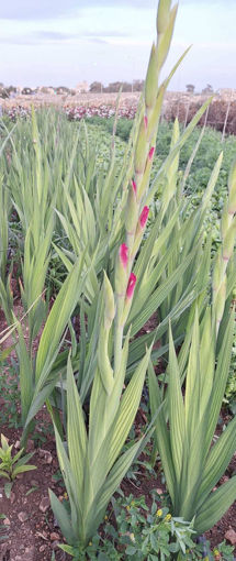 Picture of Gladioli