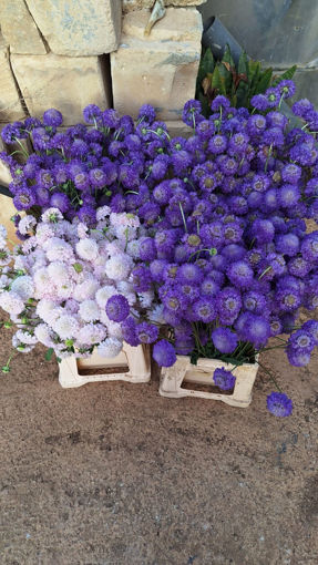 Picture of Scabiosa - Bouquet