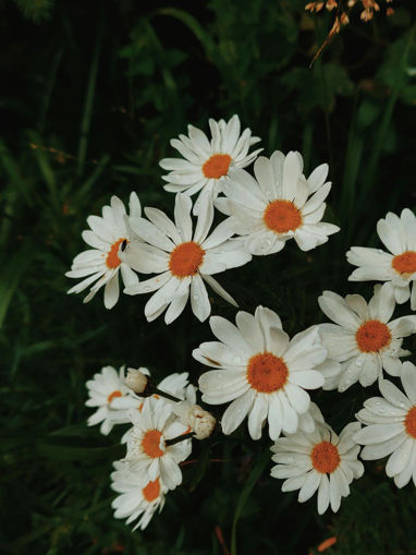 Picture of Daisies