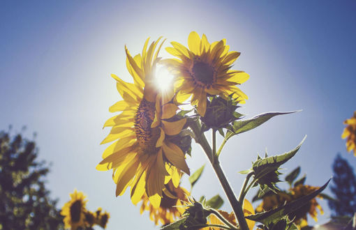 Picture of Sunflower