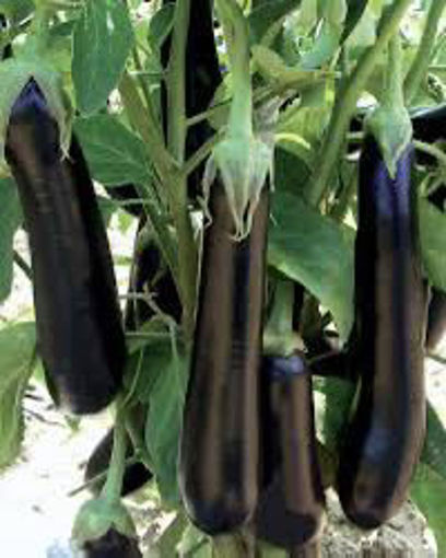 Picture of Eggplant - Long