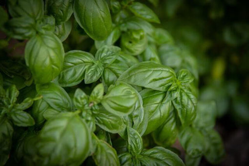 Picture of Basil -  Bunch