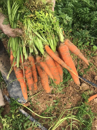 Picture of Carrots -Bunch