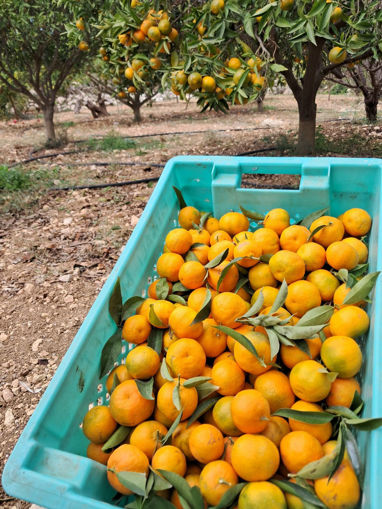 Picture of Clementines