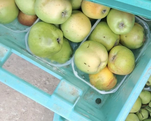 Picture of Tuffieħ ta’ Belludja (Apples)