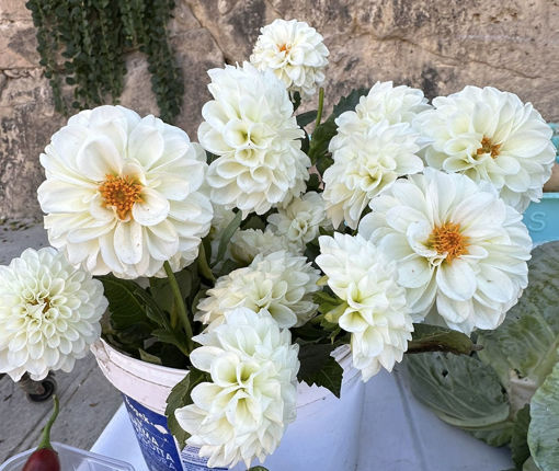 Picture of Dahlias