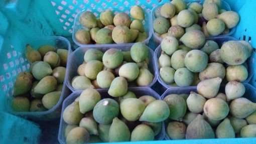 Picture of Figs (Tin tal-Bajtri)