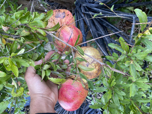 Picture of Pomegranates