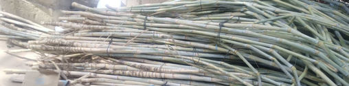 Picture of Sugar Cane